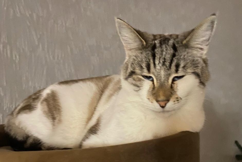 Vermisstmeldung Katze rassenmischung  Männliche , 3 jahre Osthouse Frankreich