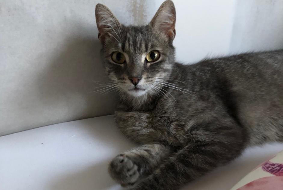 Vermisstmeldung Katze Männliche , 2 jahre Bischwiller Frankreich