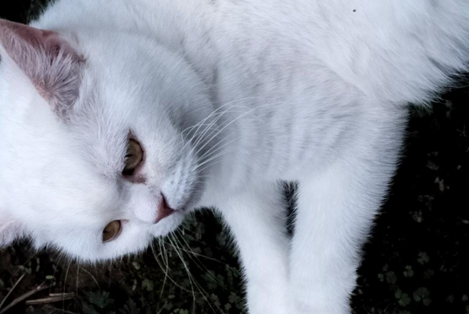 Vermisstmeldung Katze  Weiblich , 7 jahre Souffelweyersheim Frankreich