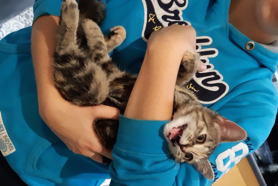 Fundmeldung Katze Unbekannt Molsheim Frankreich