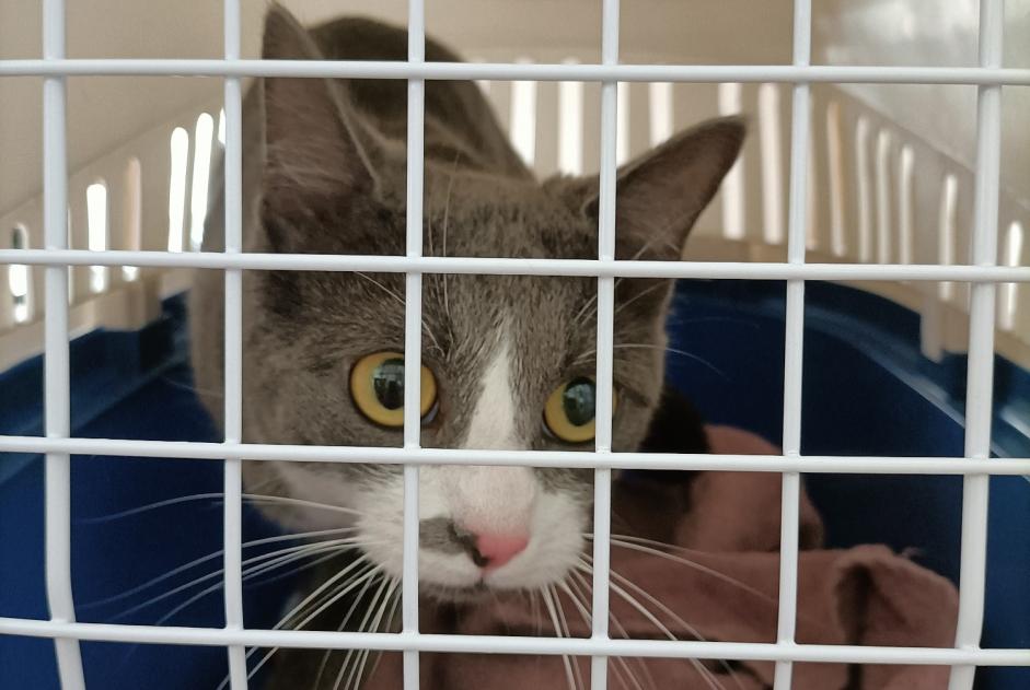 Fundmeldung Katze Unbekannt Strasbourg Frankreich