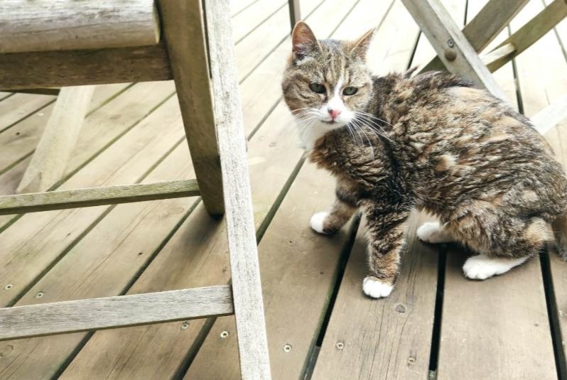 Vermisstmeldung Katze Weiblich , 16 jahre Reinhardsmunster Frankreich