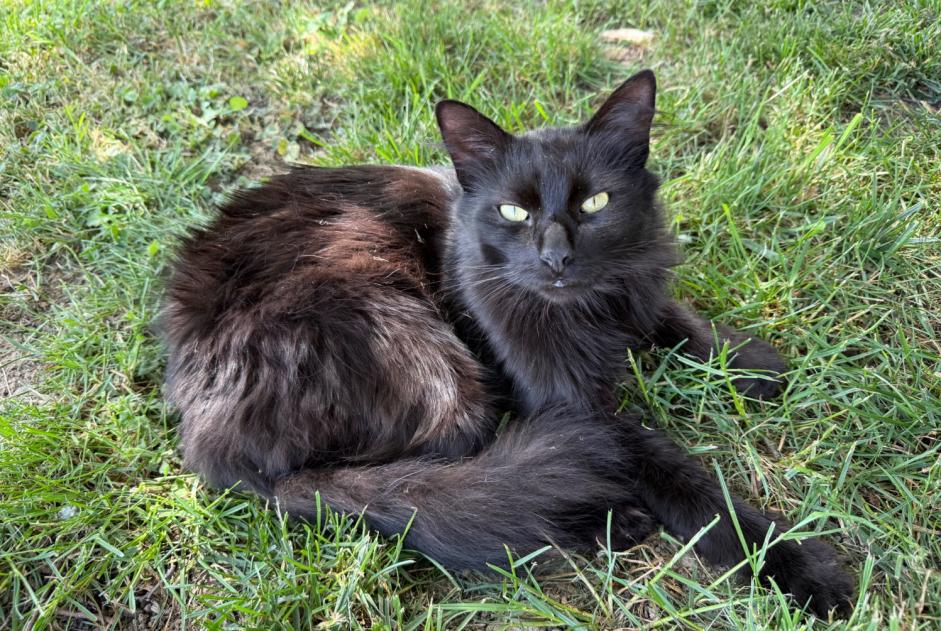 Fundmeldung Katze Weiblich Villé Frankreich
