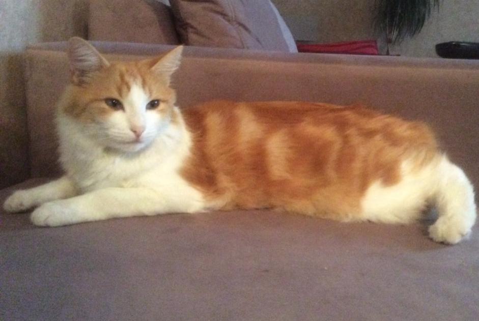 Disappearance alert Cat Male , 10 years Barr France Disappearance alert Cat Male , 10 years Barr France