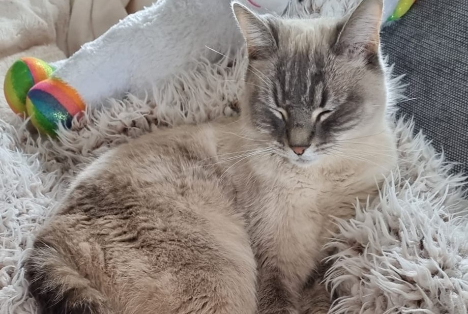 Disappearance alert Cat miscegenation  Male , 4 years Breuschwickersheim France