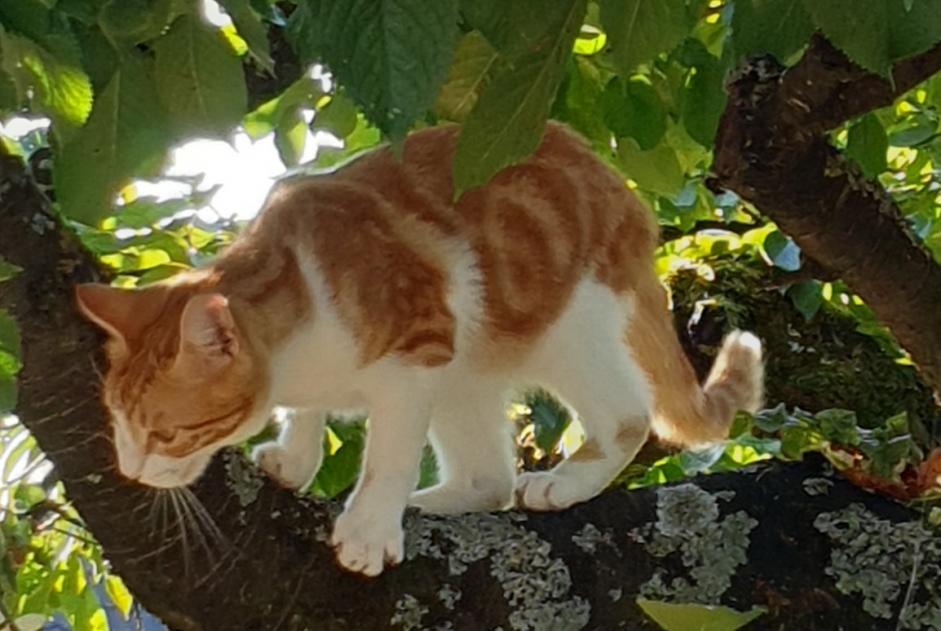 Disappearance alert Cat  Male , 2 years Hatten France