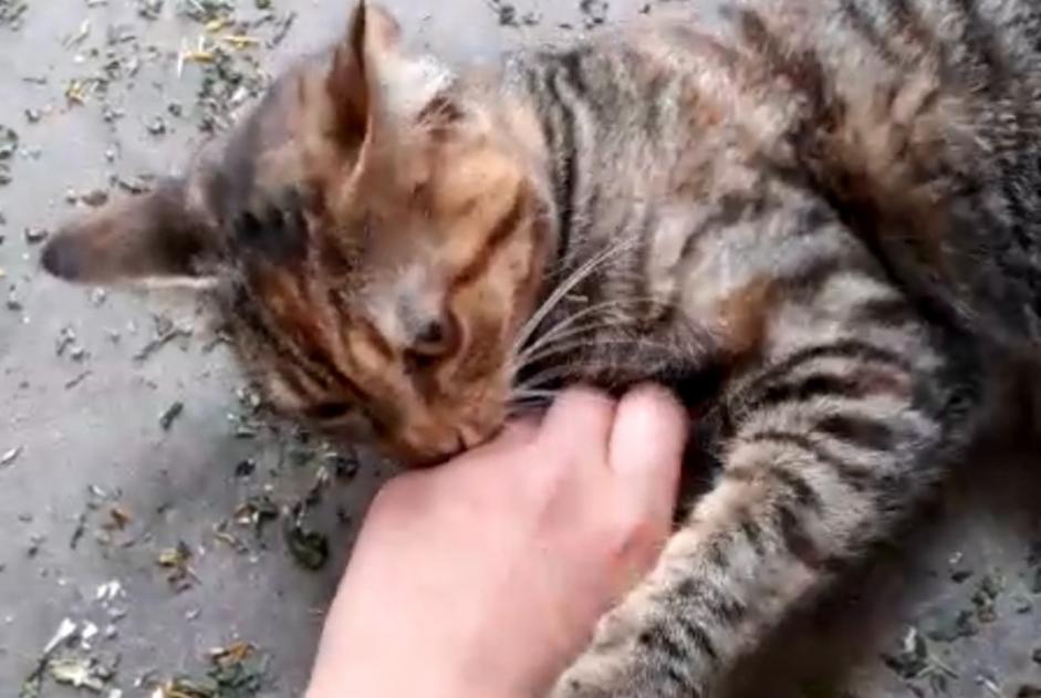 Disappearance alert Cat miscegenation  Female , 5 years Brumath France