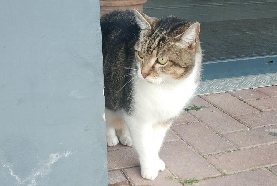 Discovery alert Cat Unknown Holtzheim France