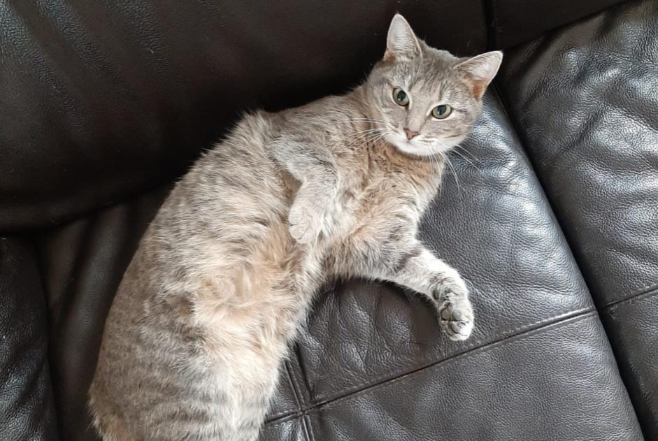 Disappearance alert Cat Female , 2 years Ichtratzheim France