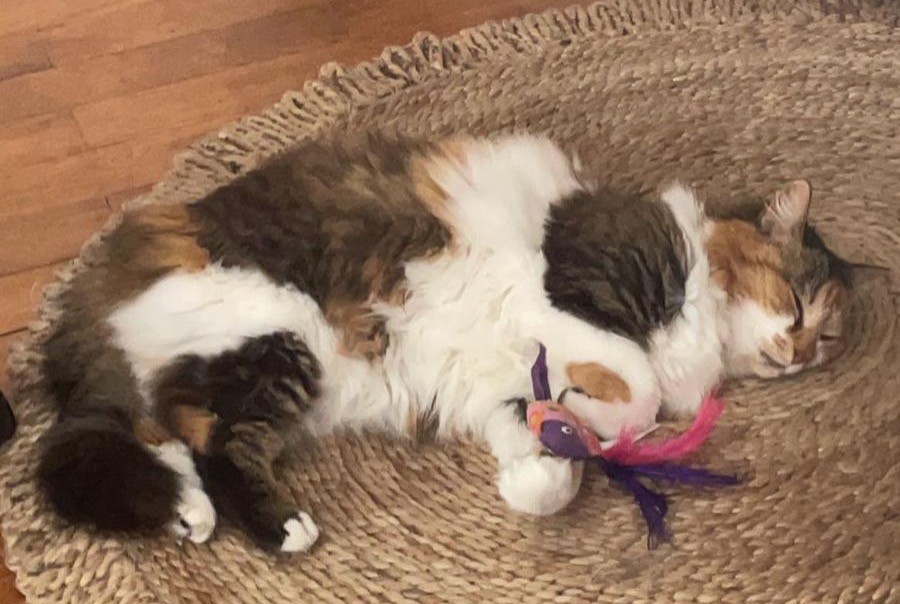 Disappearance alert Cat Female , 8 years Schiltigheim France Disappearance alert Cat Female , 8 years Schiltigheim France