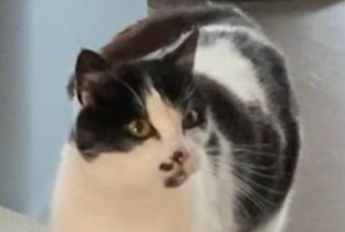 Disappearance alert Cat miscegenation  Female , 2 years Dossenheim-Kochersberg France