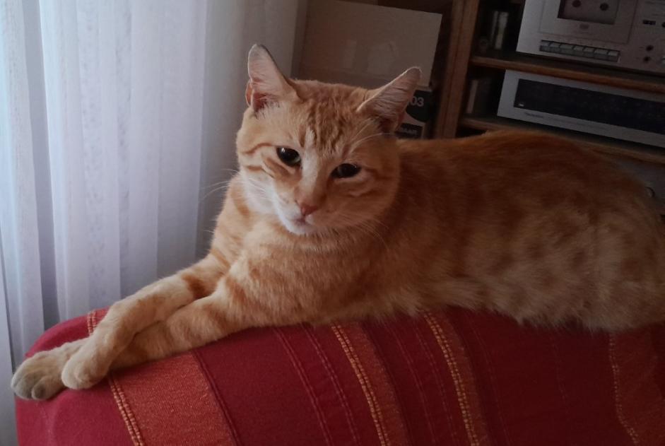 Disappearance alert Cat  Male , 10 years Reichshoffen France