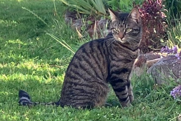 Disappearance alert Cat miscegenation  Male , 1 years Pfalzweyer France