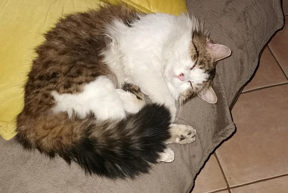 Alerta de Desaparición Gato cruce  Macho , 3 años Gerstheim Francia