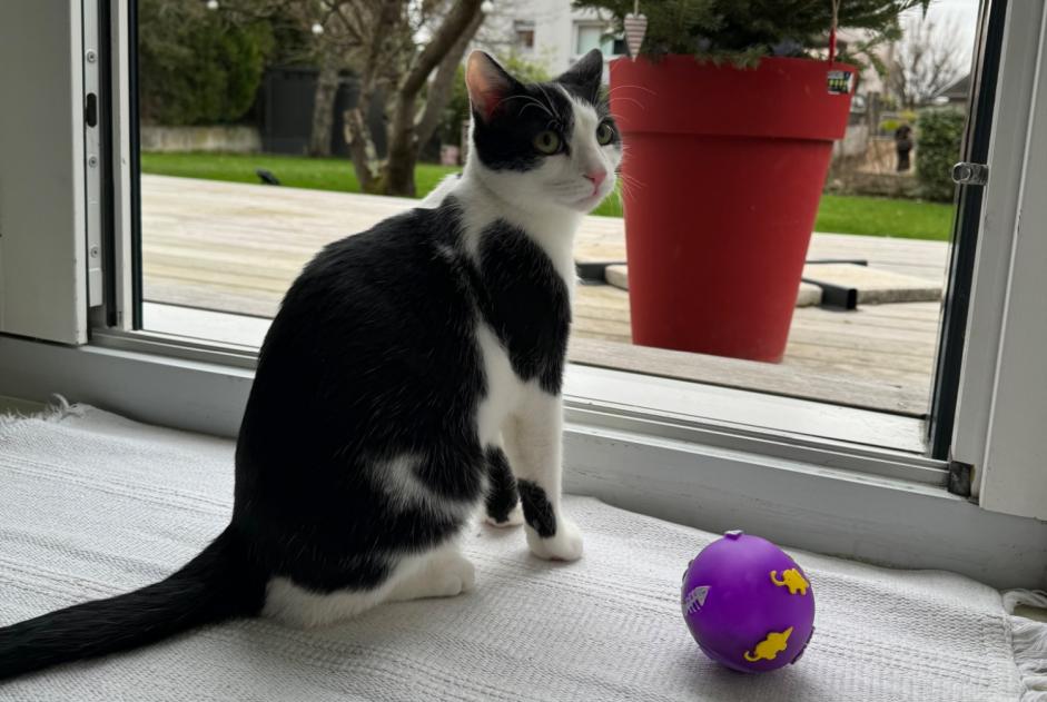 Alerta de Desaparición Gato Macho , 2 años La Wantzenau Francia Alerta de Desaparición Gato Macho , 2 años La Wantzenau Francia