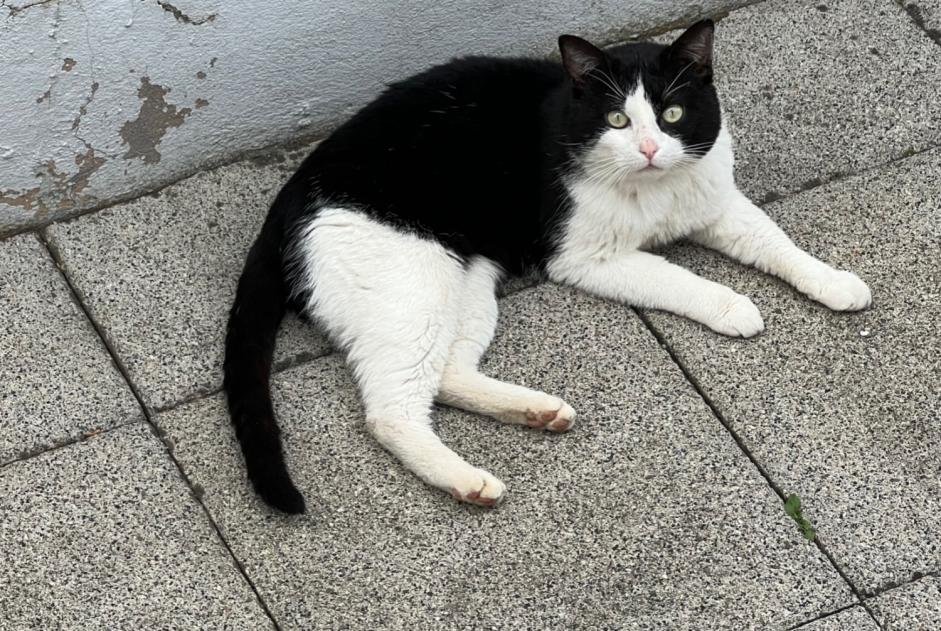 Alerte Découverte Chat   Inconnu Reichshoffen France