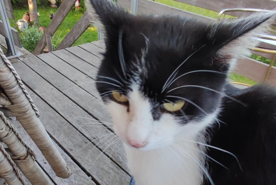 Alerte Découverte Chat croisement  Mâle Urmatt France