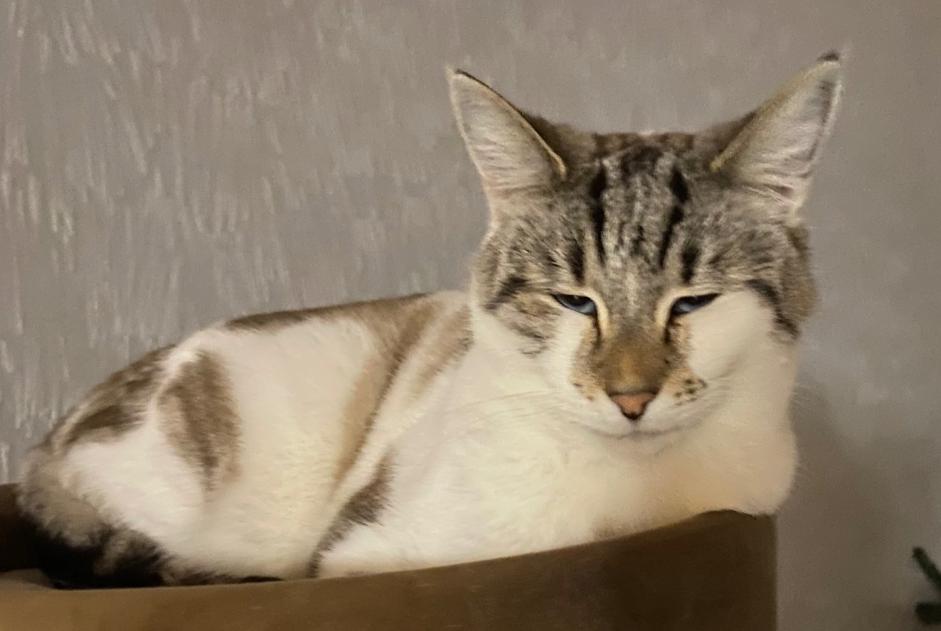 Alerte Disparition Chat croisement  Mâle , 3 ans Osthouse France