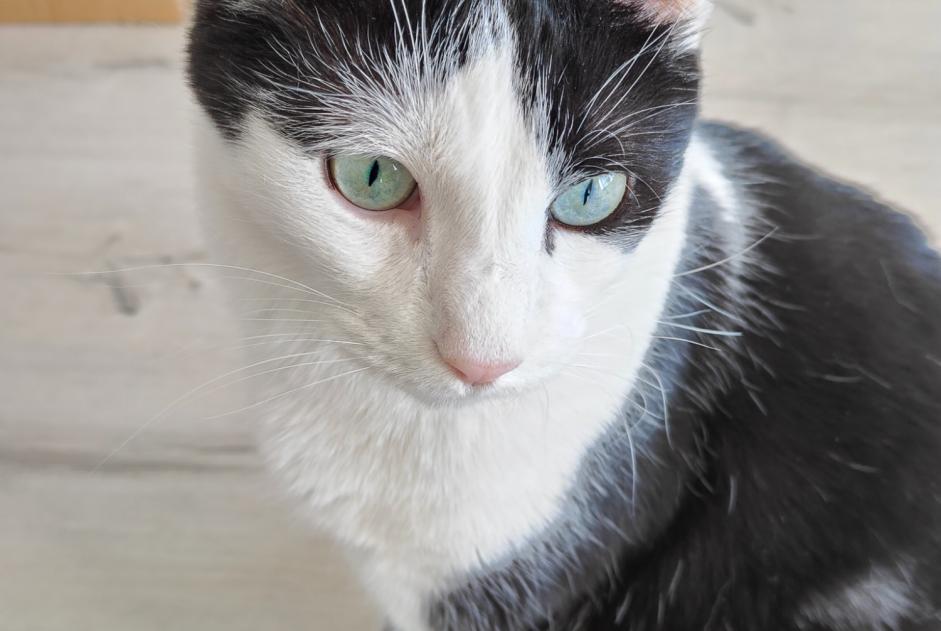 Alerte Disparition Chat Mâle , 7 ans Lingolsheim France Alerte Disparition Chat Mâle , 7 ans Lingolsheim France
