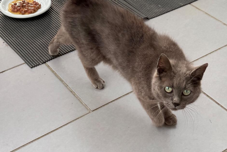 Alerte Découverte Chat Inconnu Fessenheim-le-Bas France