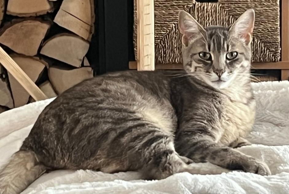 Alerte Disparition Chat Mâle , 2 ans Lingolsheim France Alerte Disparition Chat Mâle , 2 ans Lingolsheim France