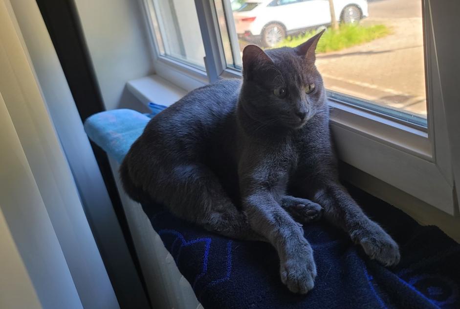 Alerte Disparition Chat Femelle , 1 ans Strasbourg France