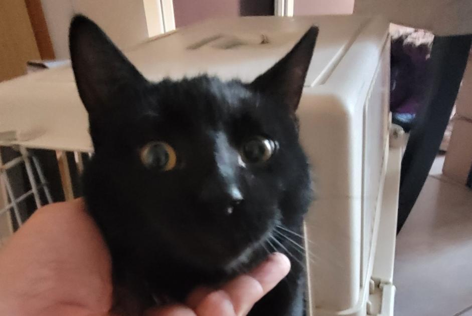 Alerte Découverte Chat Inconnu Rhinau France