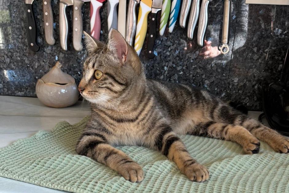 Alerte Disparition Chat croisement  Femelle , 1 ans Sélestat France