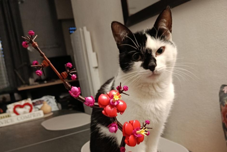 Alerte Disparition Chat  Mâle , 2 ans Geispolsheim France