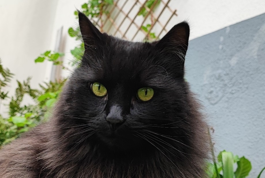 Avviso scomparsa Gatto incrocio di razze  Maschio , 12 anni Schiltigheim Francia