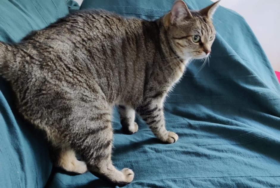 Avviso scomparsa Gatto  Femmina , 7 anni Souffelweyersheim Francia