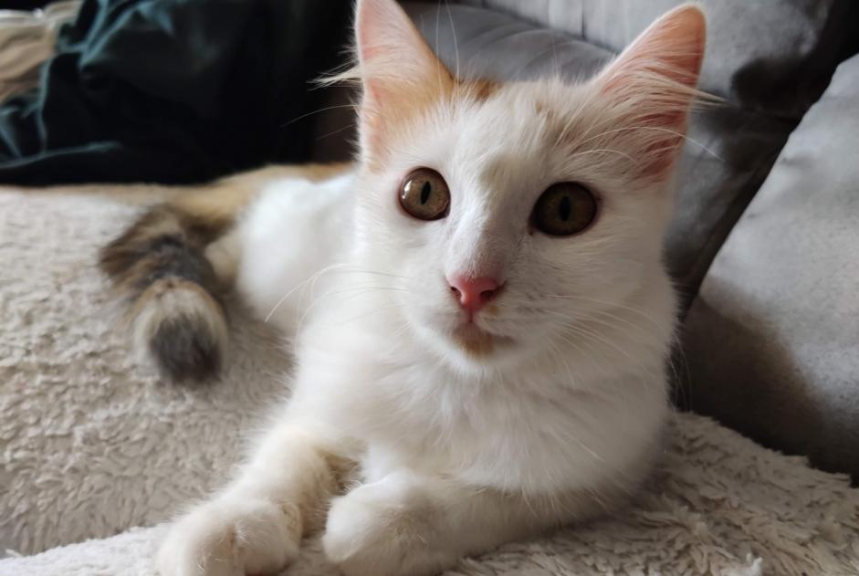 Avviso scomparsa Gatto Femmina , 1 anni Geudertheim Francia