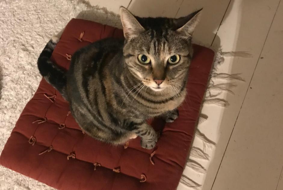 Avviso scomparsa Gatto incrocio di razze  Femmina , 6 anni Strasbourg Francia