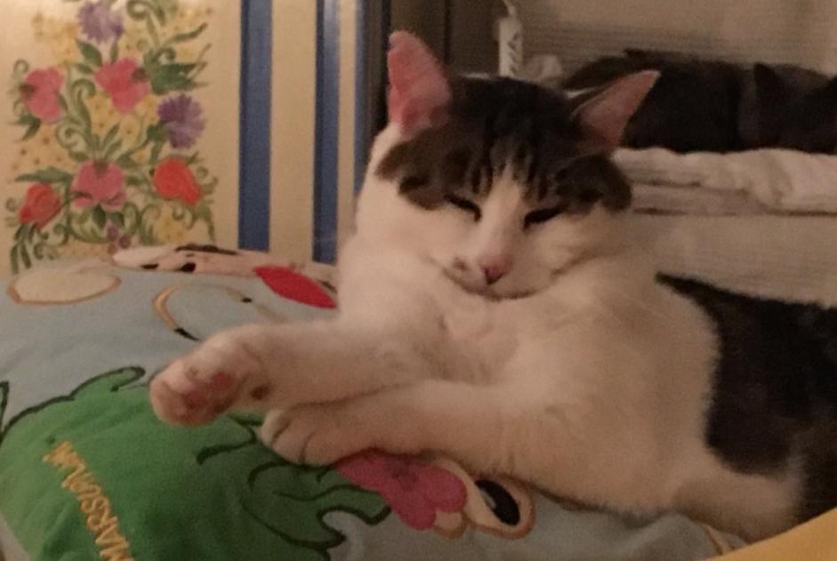 Verdwijningsalarm Kat Vrouwtje , 5 jaar Mommenheim Frankrijk Verdwijningsalarm Kat Vrouwtje , 5 jaar Mommenheim Frankrijk