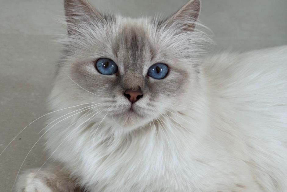 Verdwijningsalarm Kat  Vrouwtje , 4 jaar Truchtersheim Frankrijk