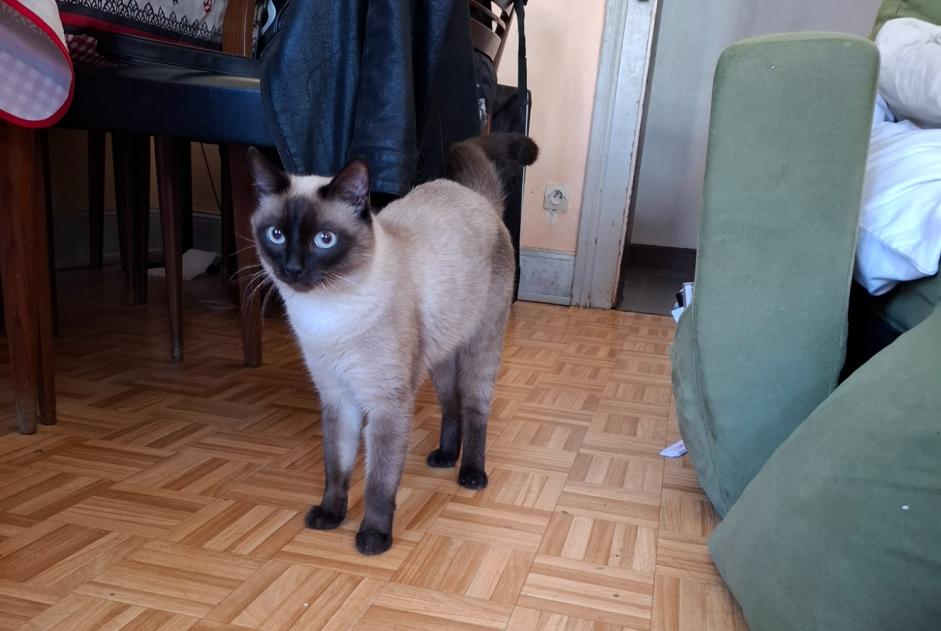 Alerta descoberta Gato  Macho Strasbourg France
