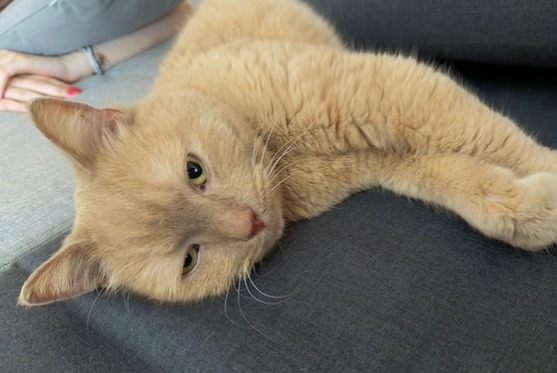 Alerta descoberta Gato Desconhecido Strasbourg France